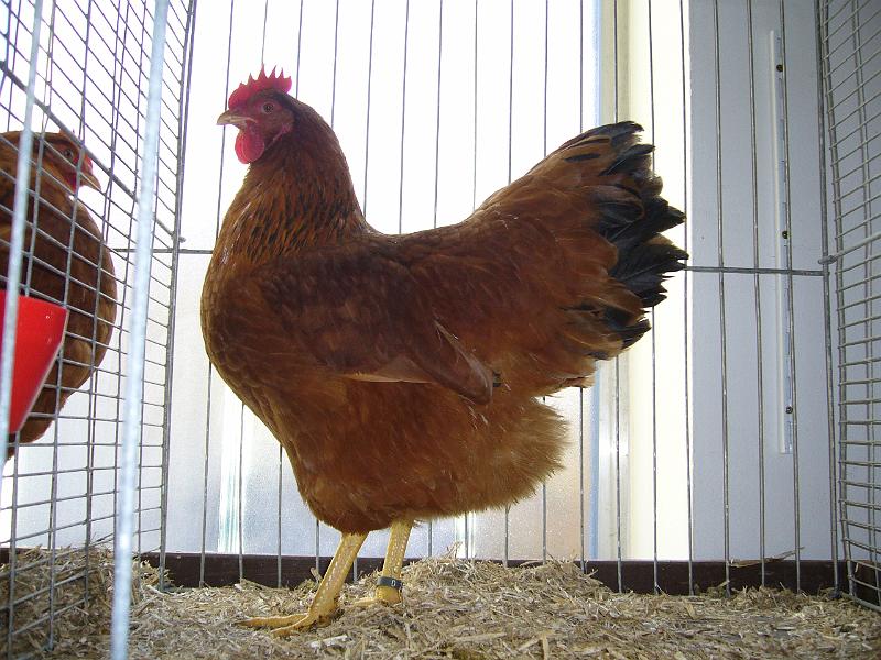 Delbrueck 2008 069.jpg - New Hampshire goldbraun von Urich Frensemeier Preis HV 96 JB